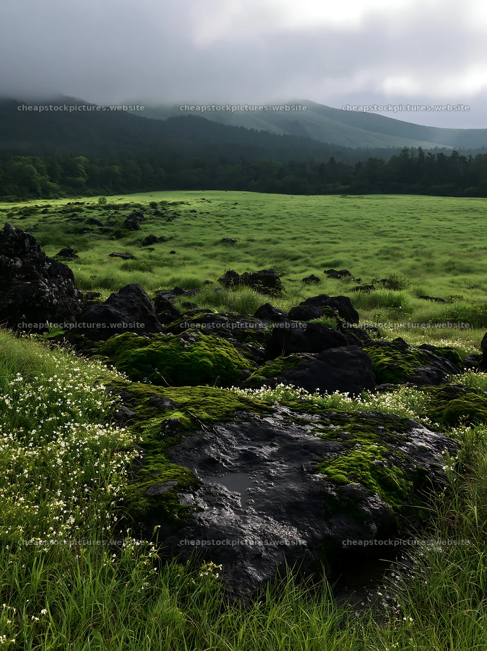 Miyagi spring recovery meadow mossy stone with rocks and grass – stock pictures 6866x9174