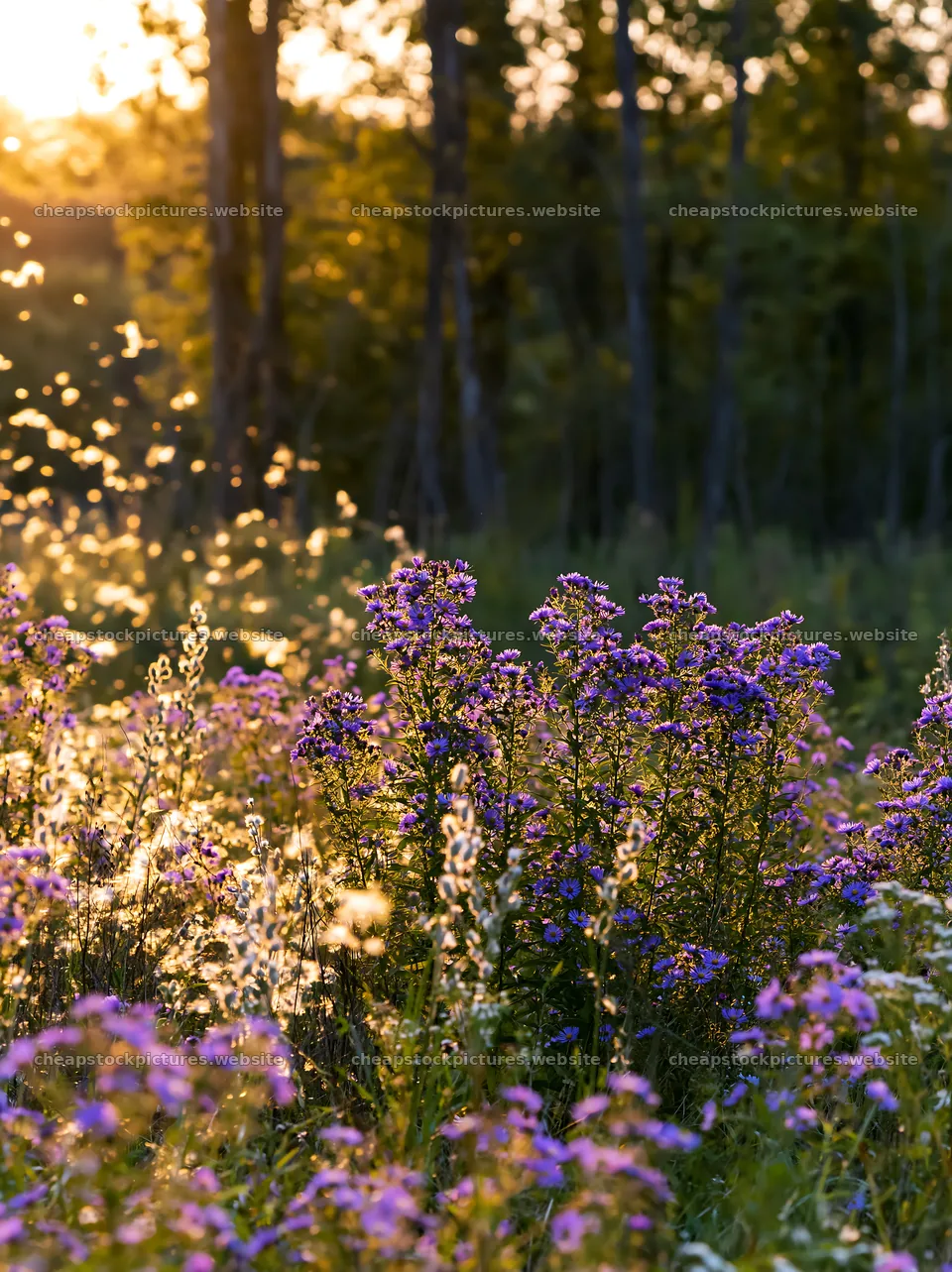 Colorful aster meadow during sunset in a natural setting – stock pictures 6866x9174