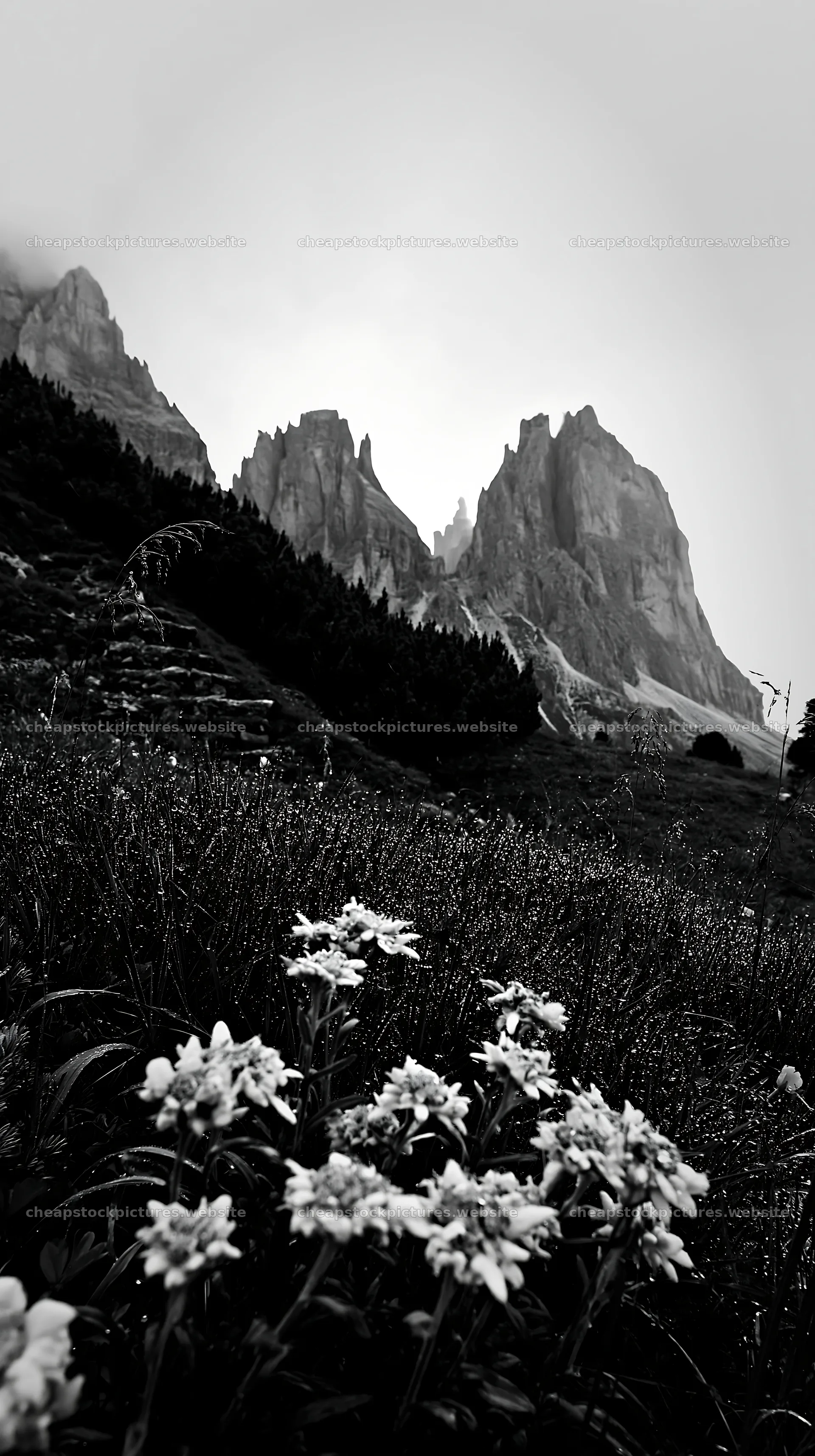 Dewy meadow with flowers and mountains in the background – stock pictures 5938x10608