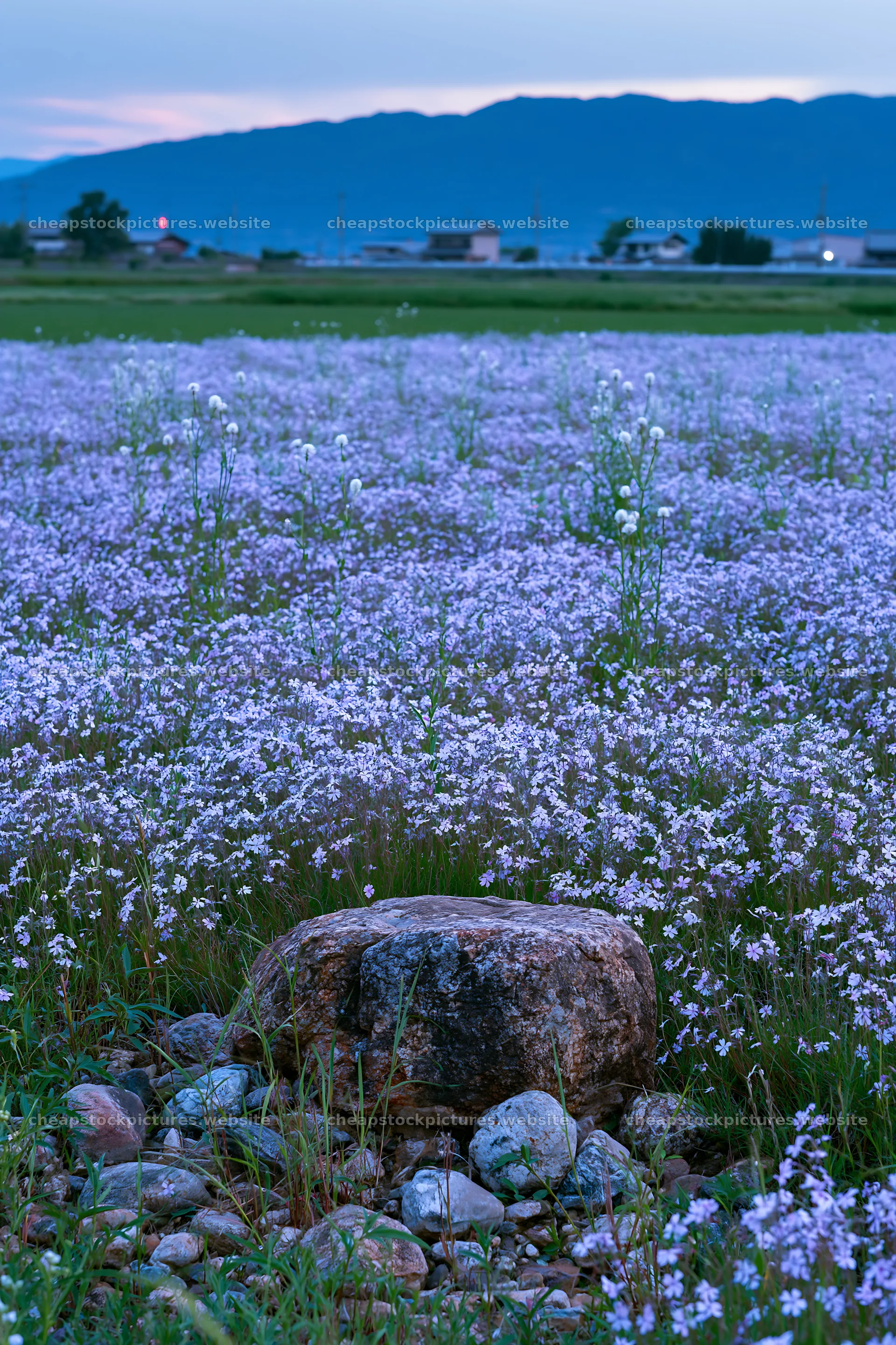 Kyoto spring wildflower meadow stone foreground – stock pictures 6480x9722