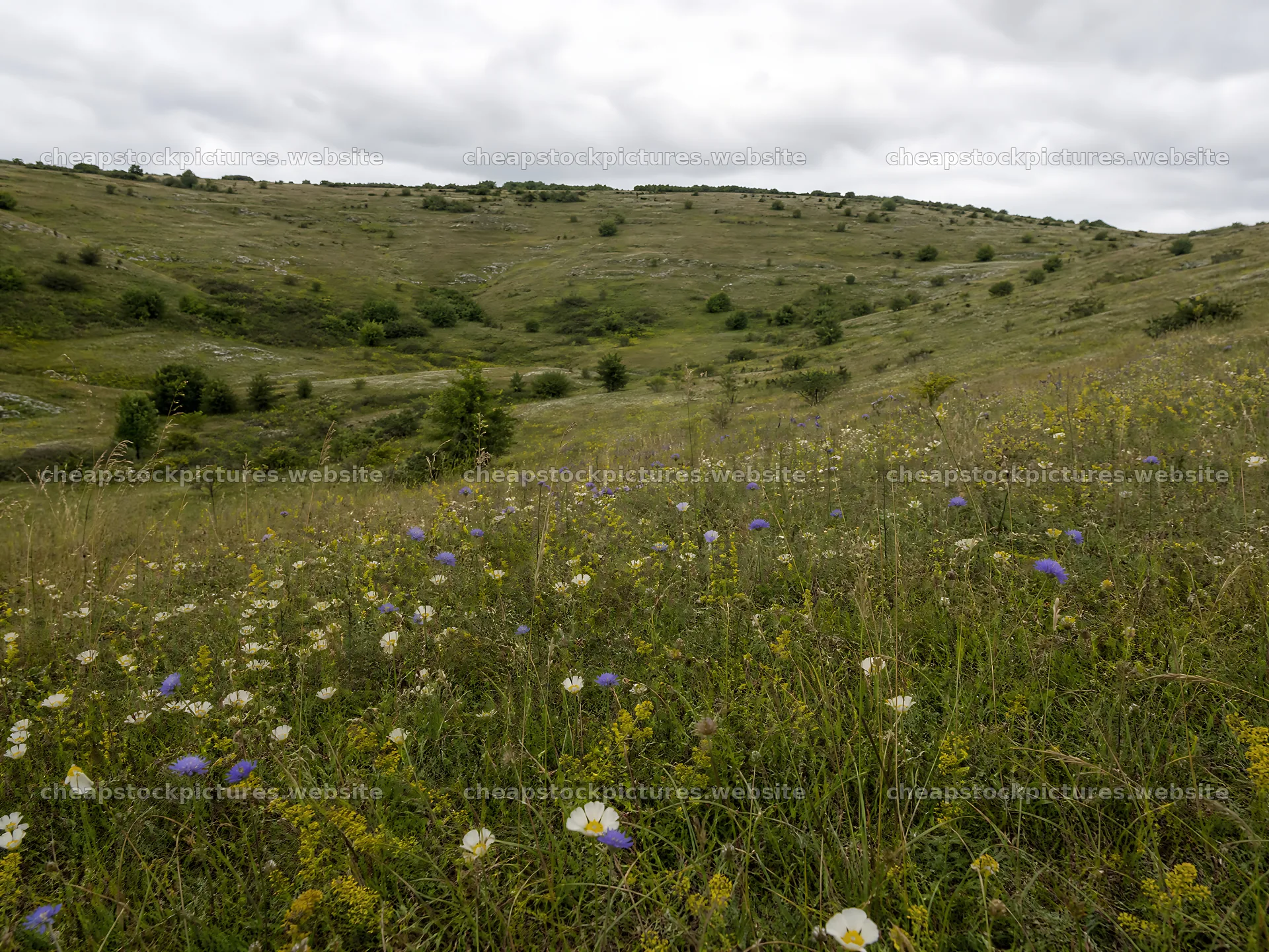 Cloudy dry flower meadow under overcast sky – stock pictures 9166x6874