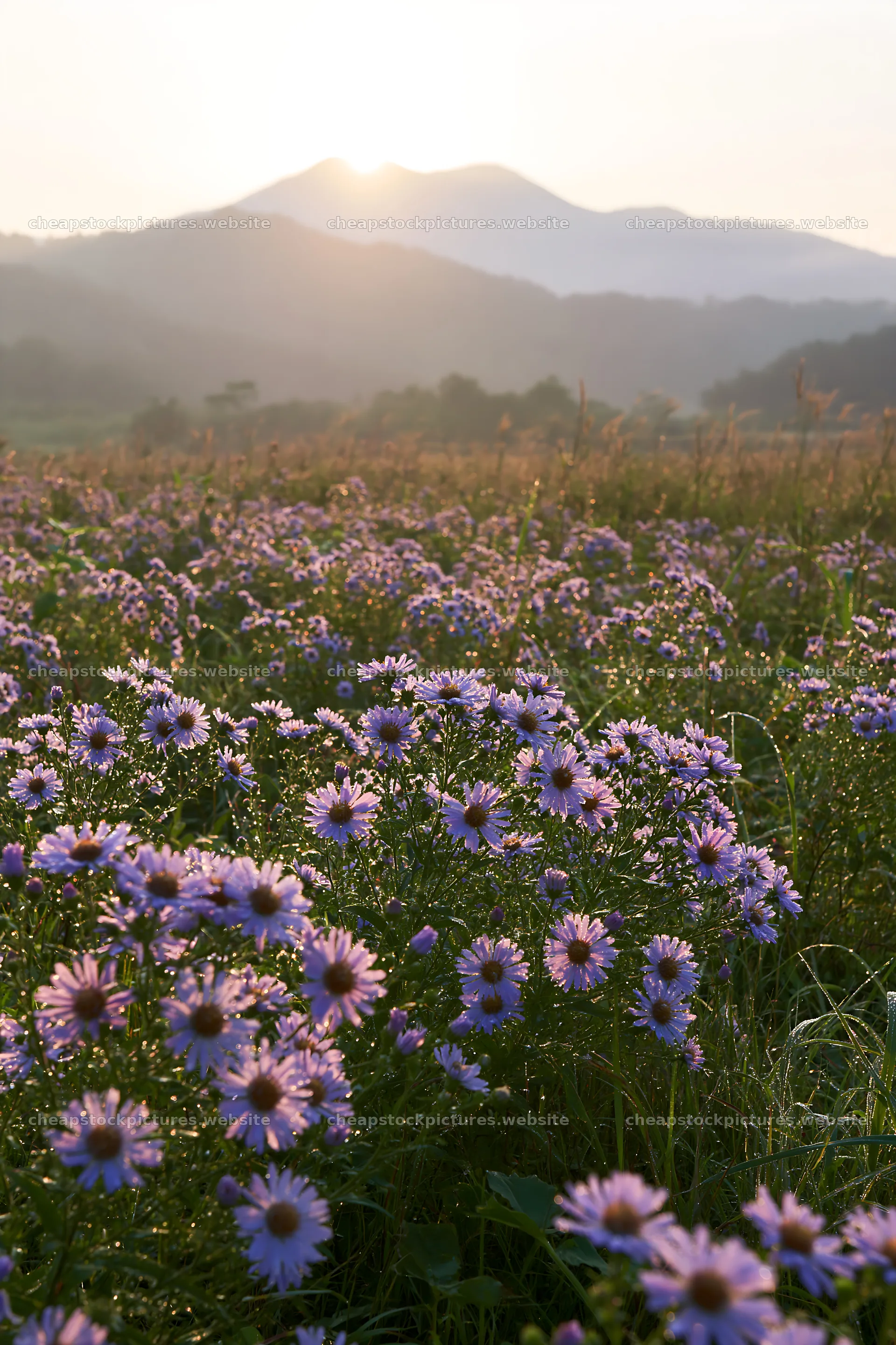 Expansive Hokkaido restoration meadow with dewdrops – stock pictures 6480x9722