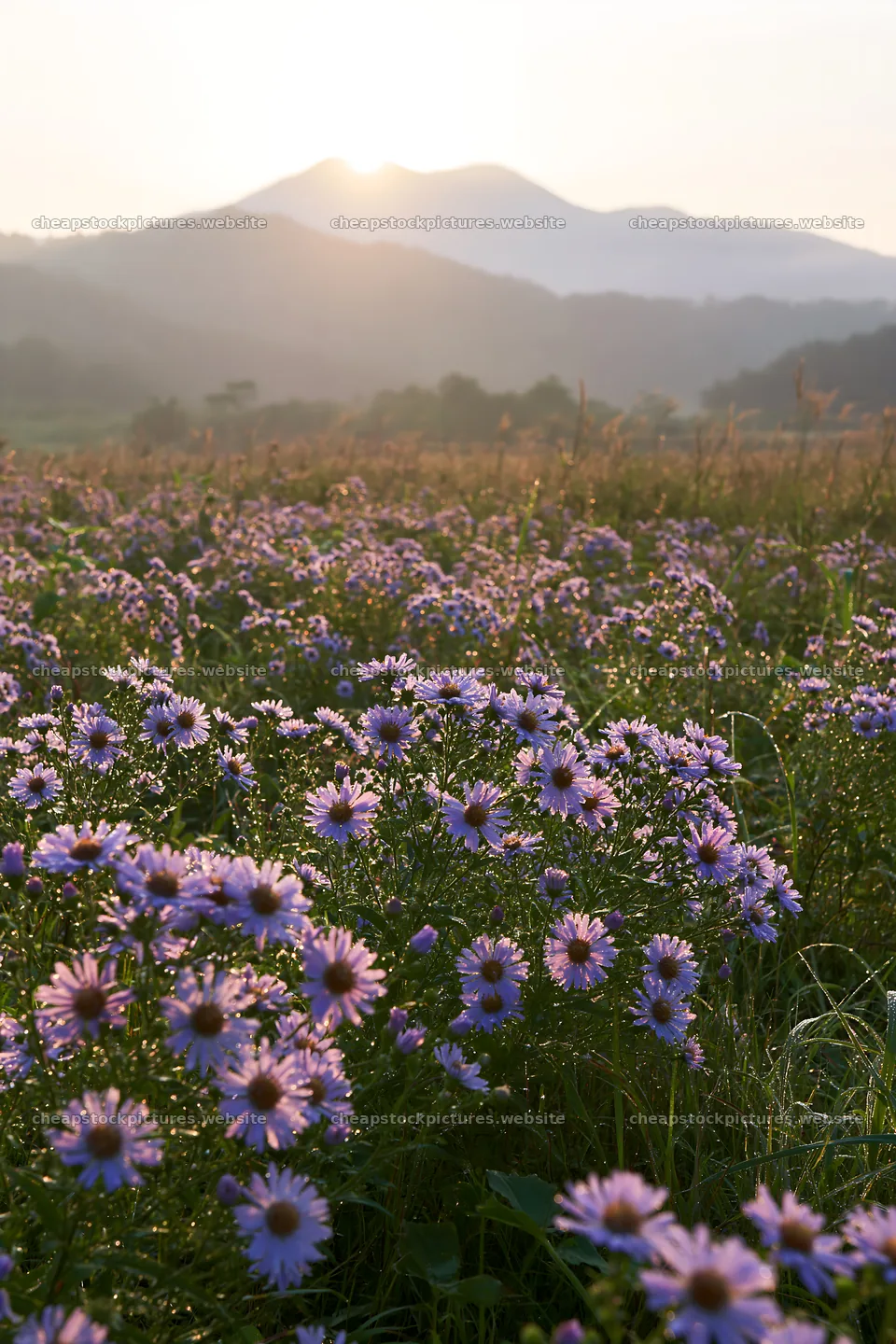Expansive Hokkaido restoration meadow with dewdrops – stock pictures 6480x9722
