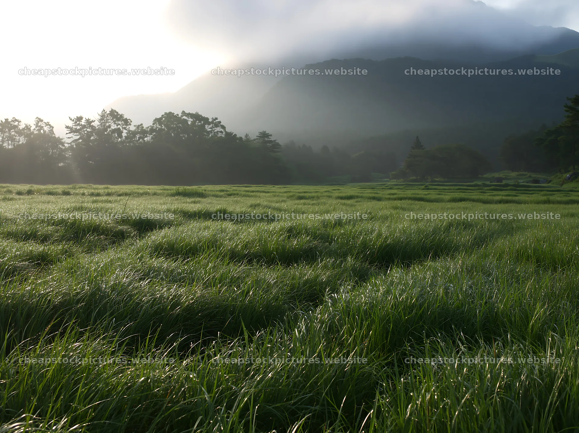 Miyazaki sunrise meadow with dew covered sedges – stock pictures 9174x6866