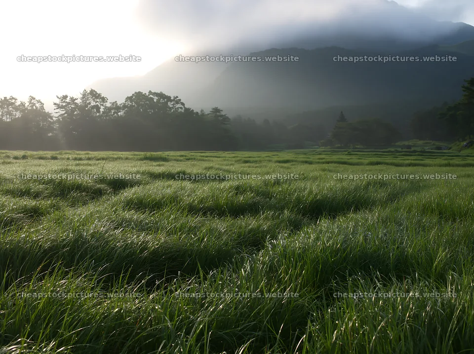 Miyazaki sunrise meadow with dew covered sedges – stock pictures 9174x6866