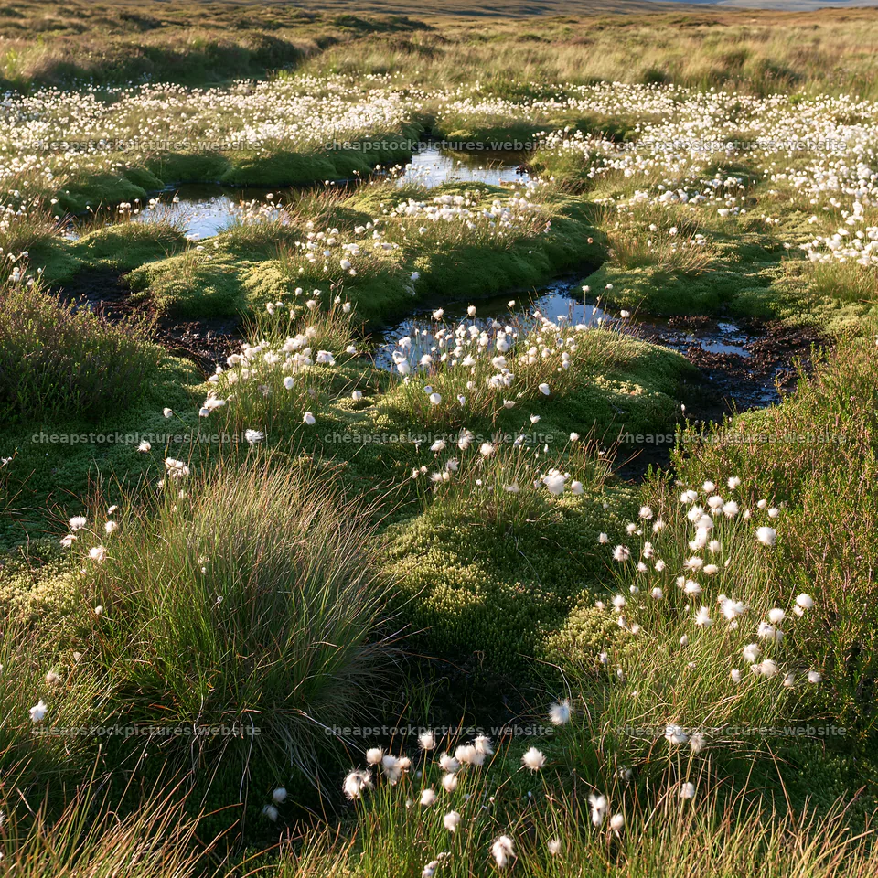 Cottongrass meadow glow under bright sunlight – stock pictures 7938x7938