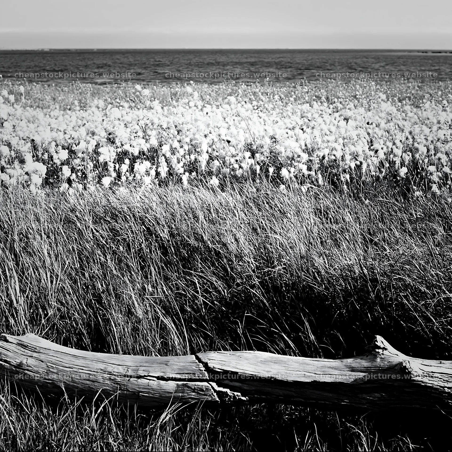 Chiba coastal climate meadow driftwood foreground – stock pictures 7938x7938