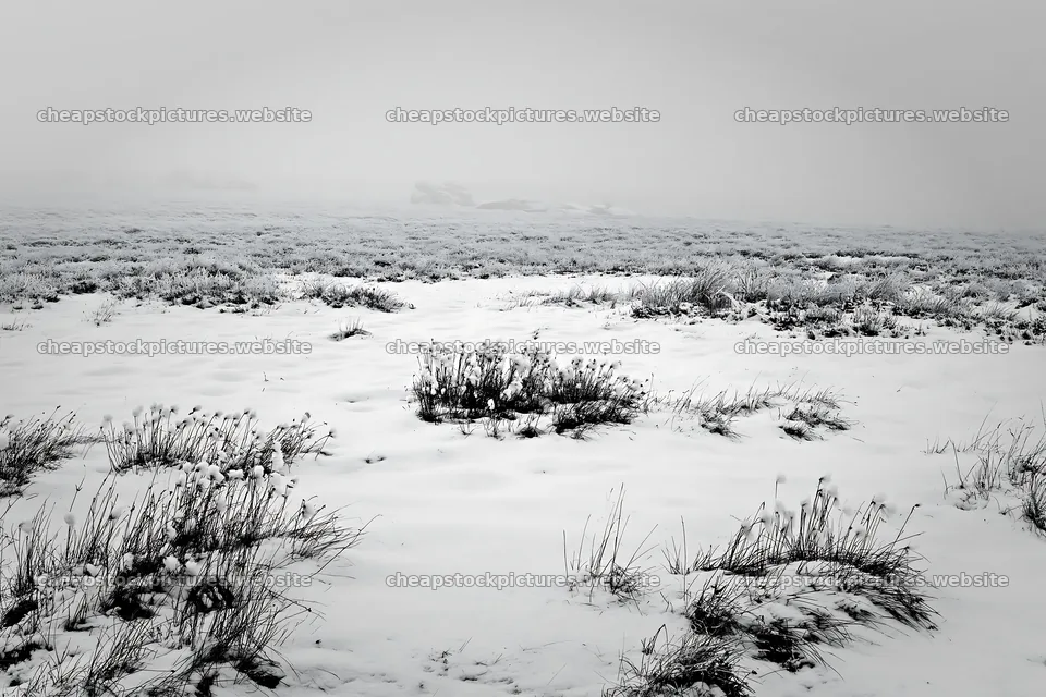 Snowbound meadow with snow-covered ground and low visibility – stock pictures 9722x6480
