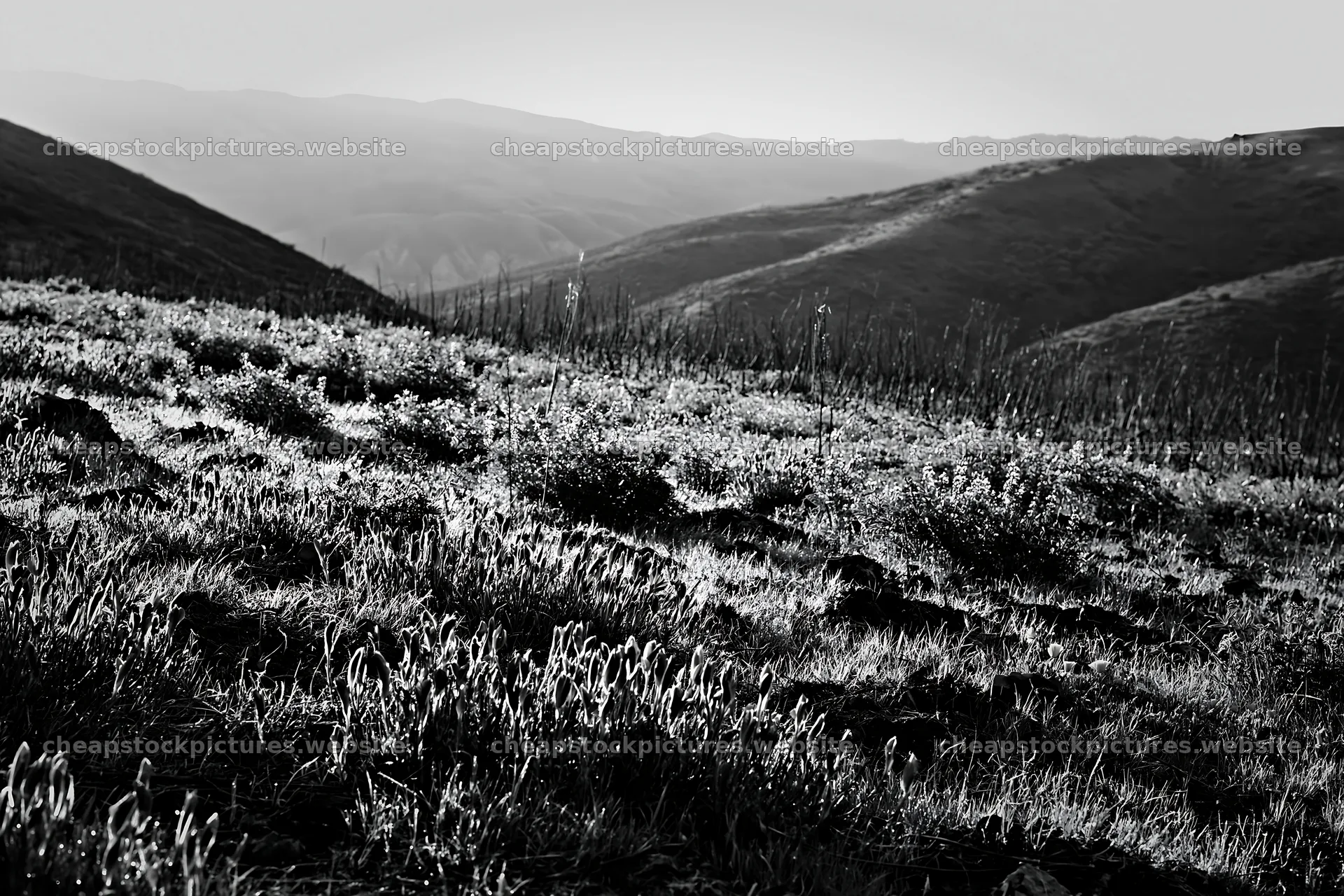 Climate-resilient meadow in black and white landscape – stock pictures 9722x6480