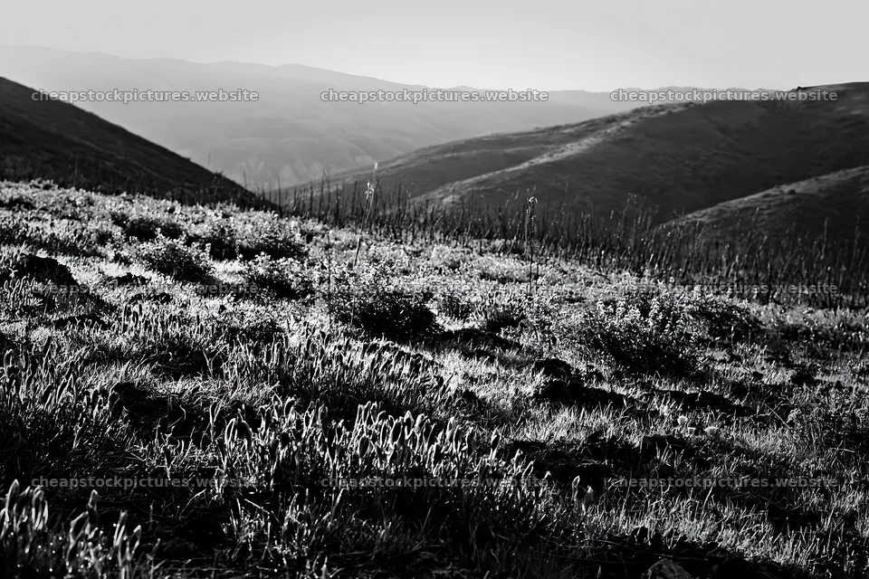 Climate-resilient meadow in black and white landscape – stock pictures 9722x6480