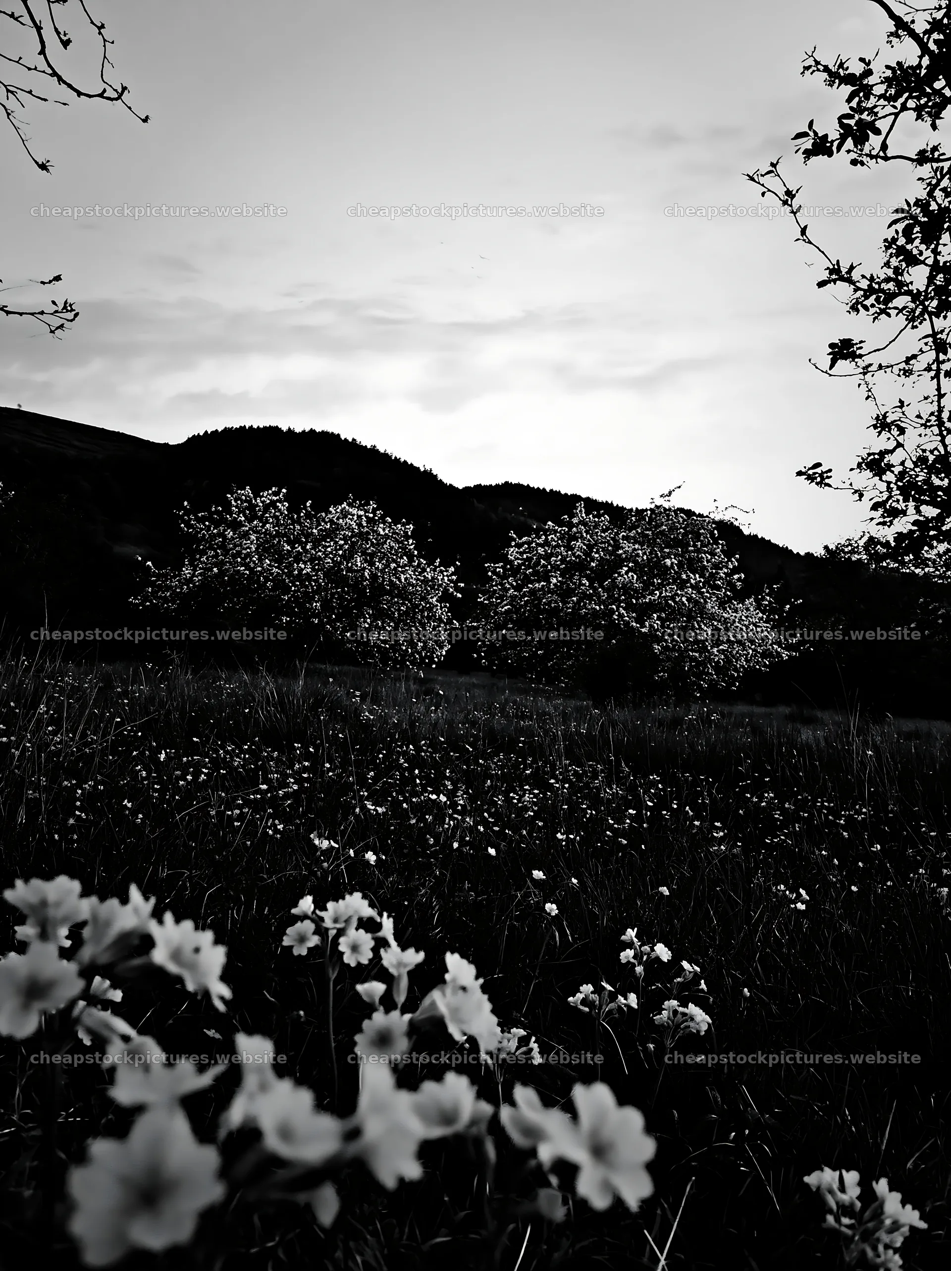 Sunset apple meadow with flowers and trees in the background – stock pictures 6866x9174