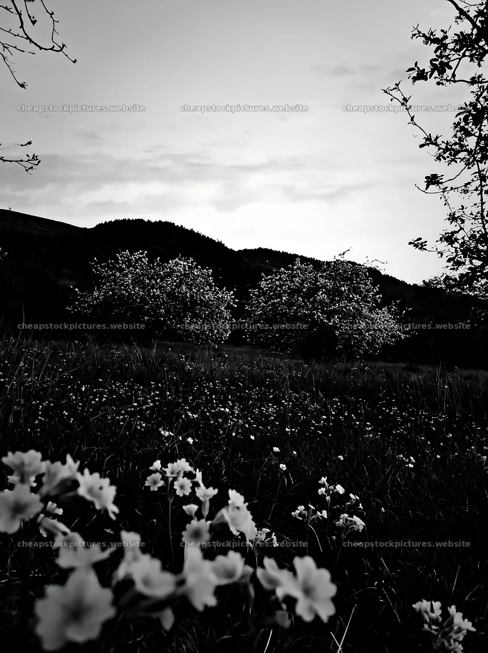 Sunset apple meadow with flowers and trees in the background – stock pictures 6866x9174