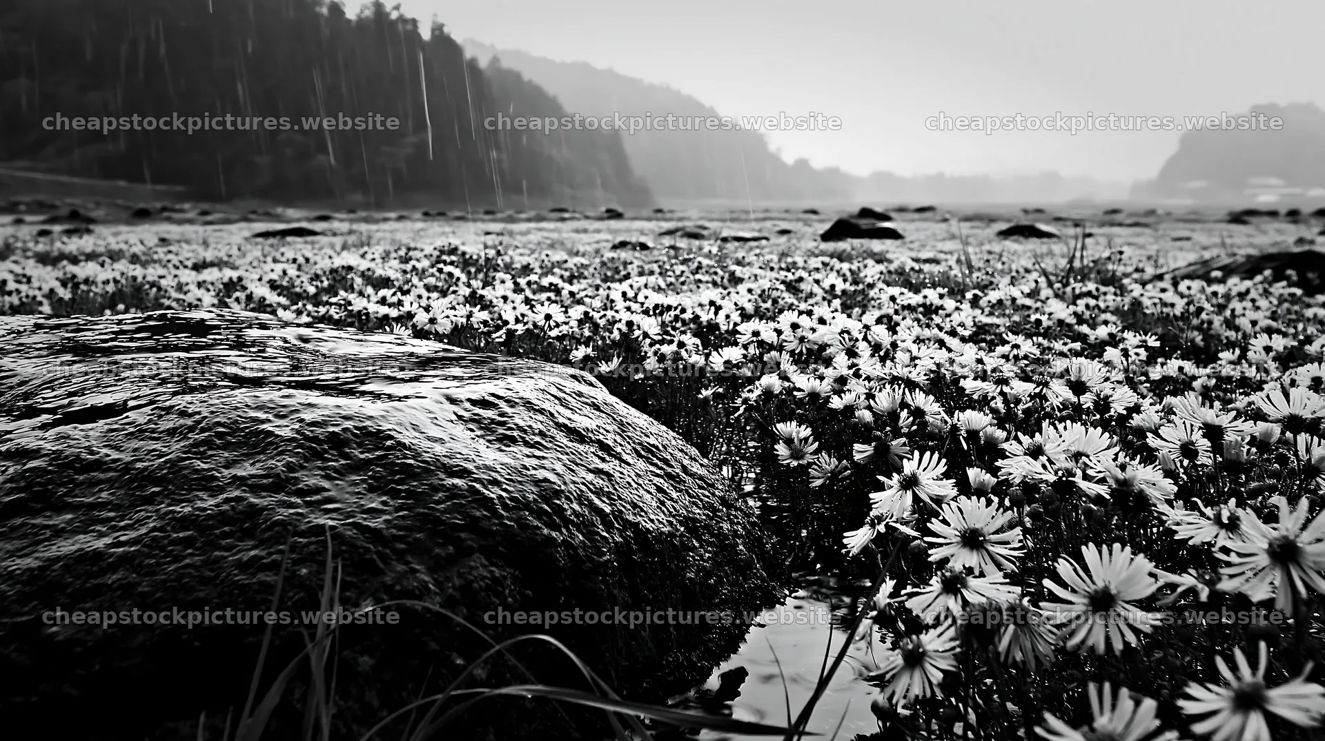 Hiroshima meadow with rocks and flowers during rain – stock pictures 10608x5938