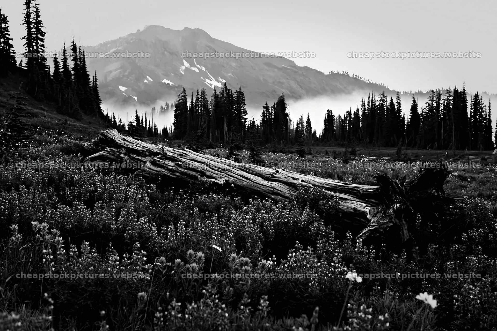 Weathered log in a meadow with mountains and trees – stock pictures 9722x6480