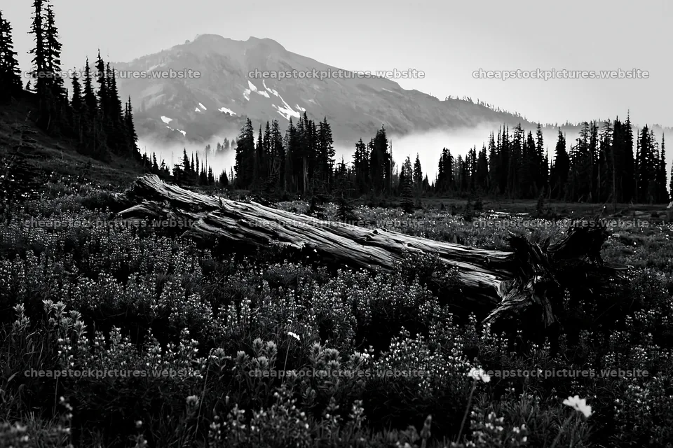 Weathered log in a meadow with mountains and trees – stock pictures 9722x6480
