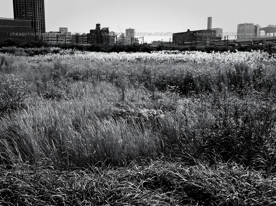 Urban meadow with seedheads in Tokyo cityscape – stock pictures 9174x6866
