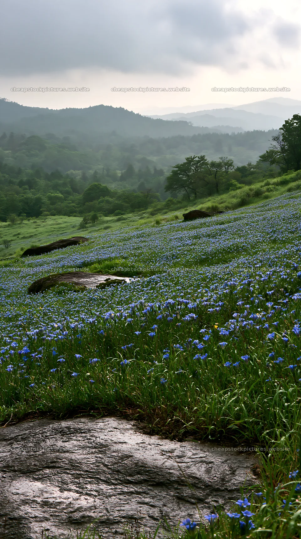 Hiroshima meadow with smooth rocks and blue flowers in rain – stock pictures 5938x10608