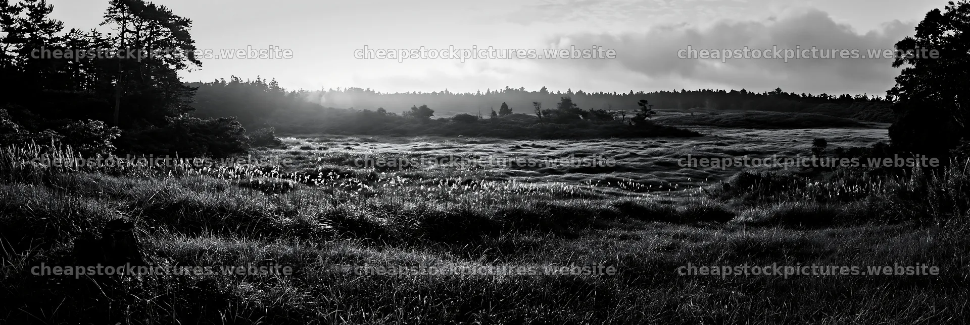 Fukushima native meadow with weathered stump at sunrise – stock pictures 13690x4602