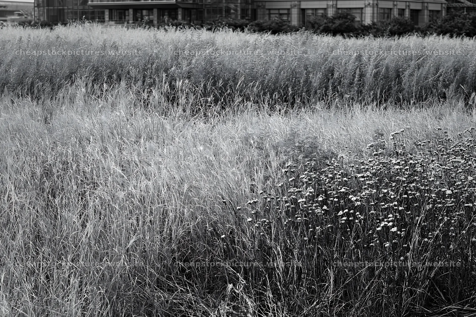 Tokyo urban biodiversity meadow with seedheads in a city setting – stock pictures 9722x6480