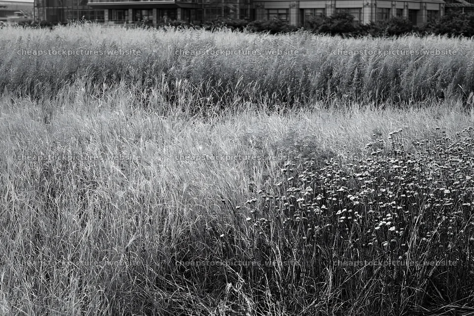 Tokyo urban biodiversity meadow with seedheads in a city setting – stock pictures 9722x6480