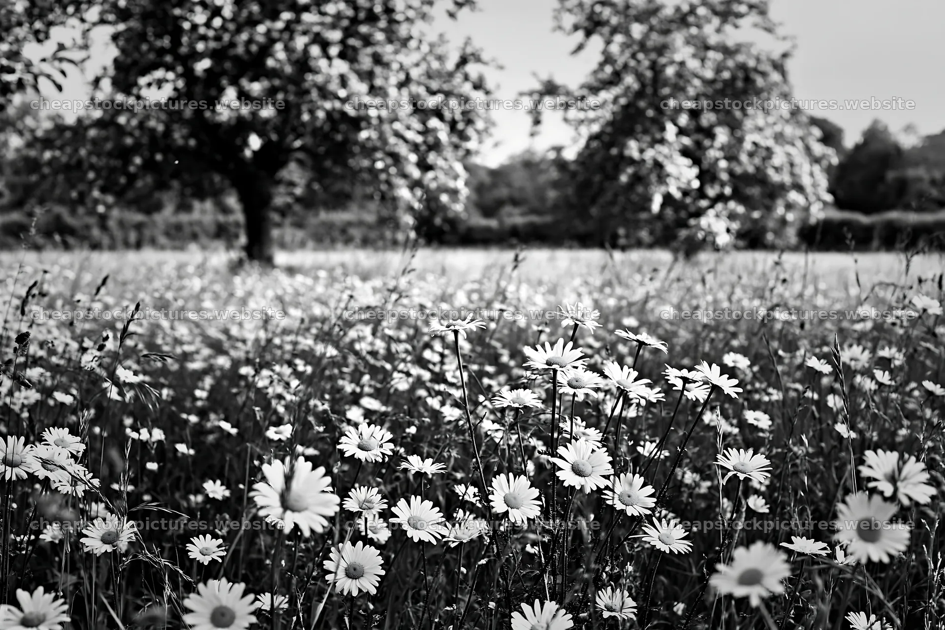 Daisies in an apple meadow during daylight – stock pictures 9722x6480