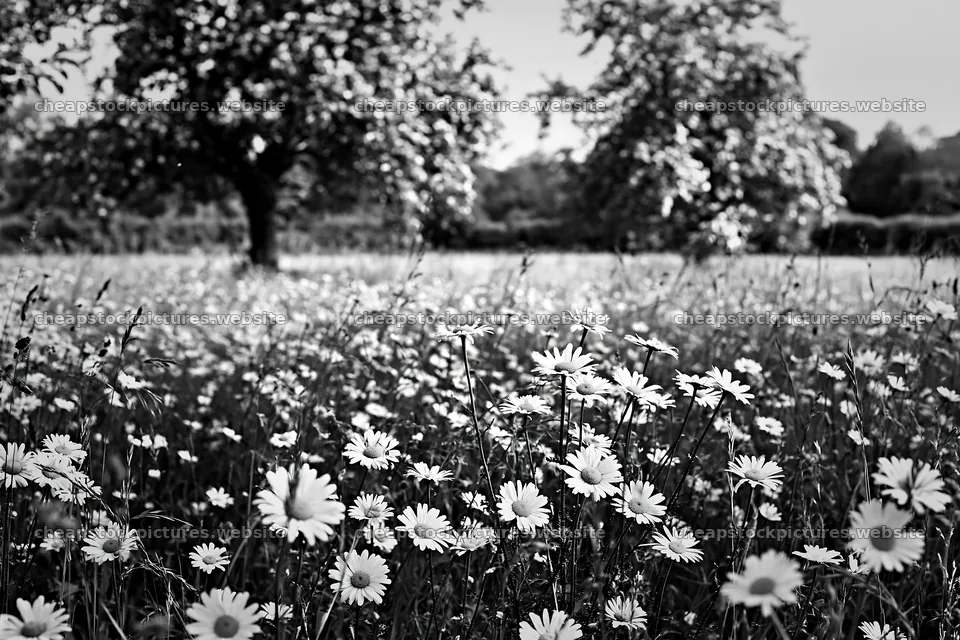 Daisies in an apple meadow during daylight – stock pictures 9722x6480