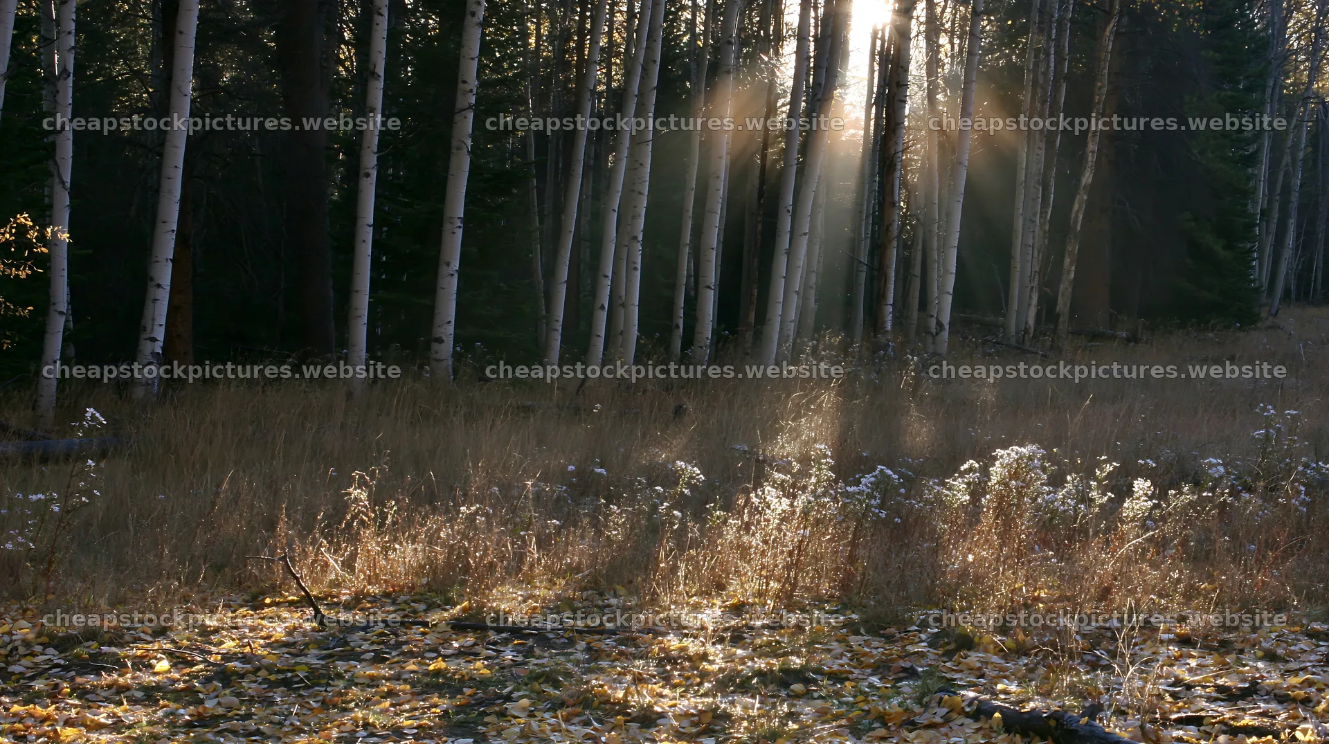 Crepuscular rays shining through trees in a meadow – stock pictures 10608x5938