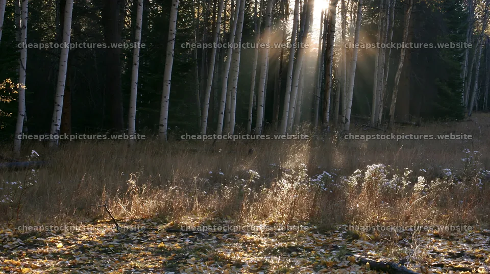 Crepuscular rays shining through trees in a meadow – stock pictures 10608x5938