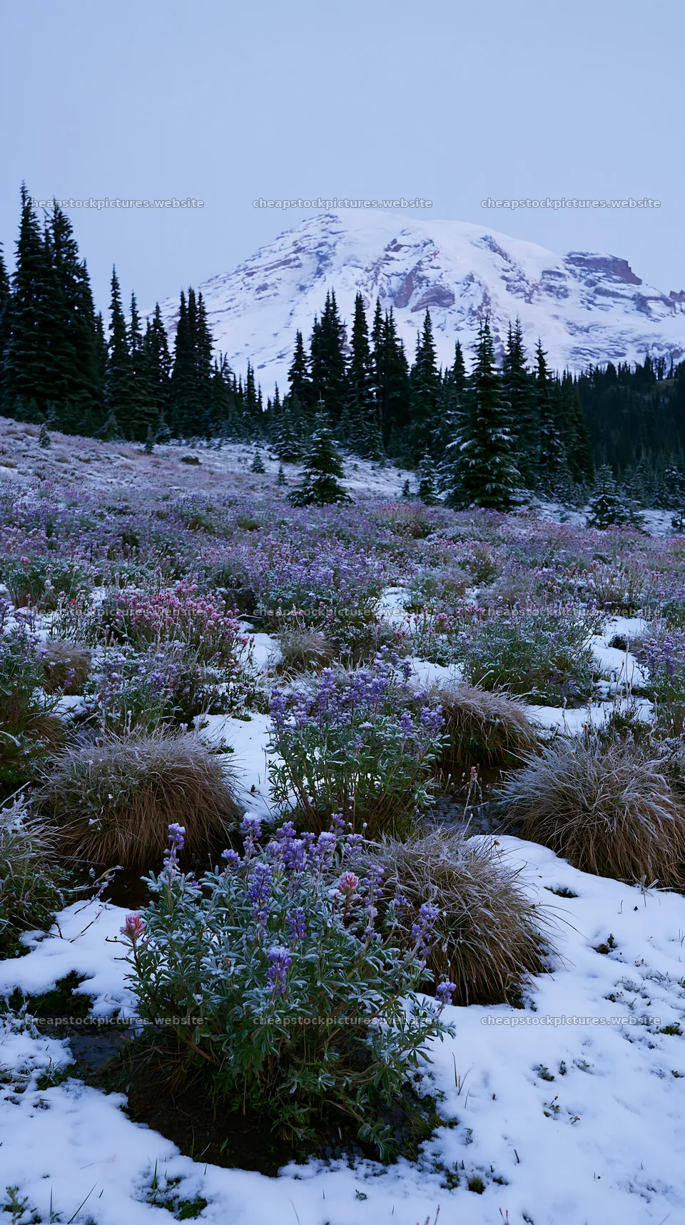 Snow-covered meadow with flowers and mountains in winter – stock pictures 5938x10608