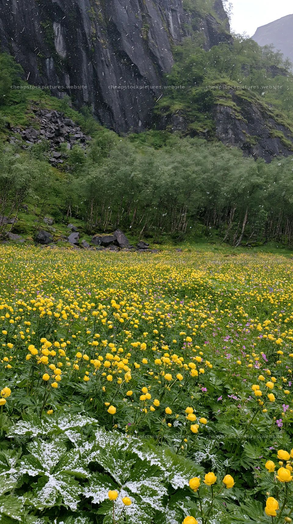 Meadow with yellow flowers under rocky crags – stock pictures 5938x10608