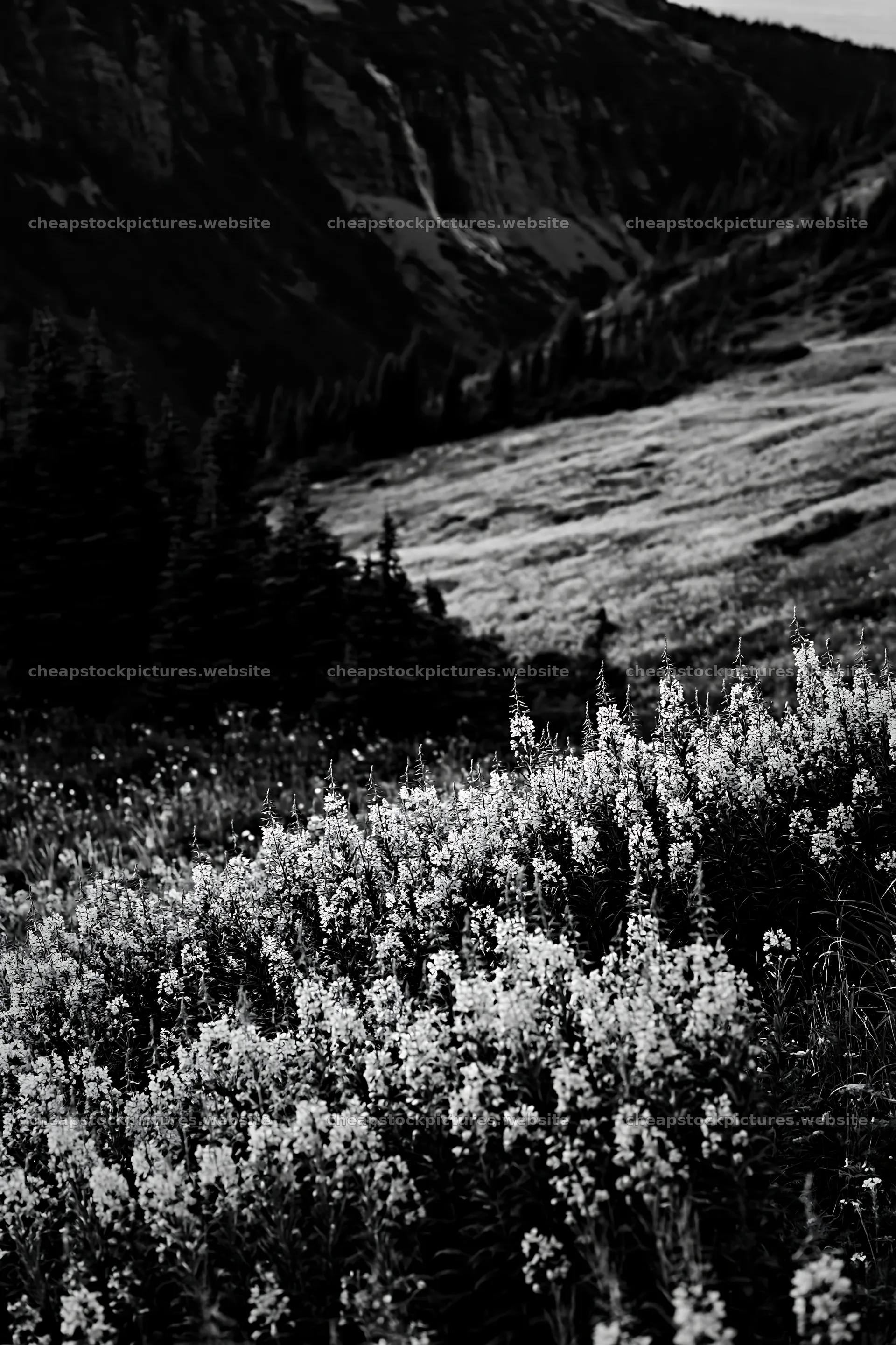 Mountain flower meadow in black and white with distant falls – stock pictures 6480x9722