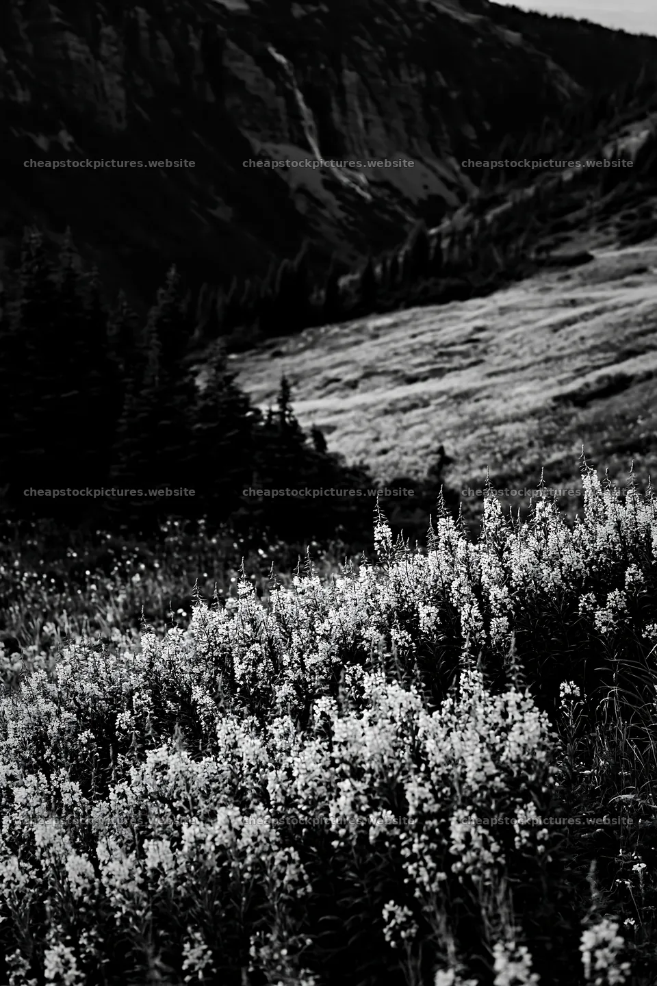 Mountain flower meadow in black and white with distant falls – stock pictures 6480x9722
