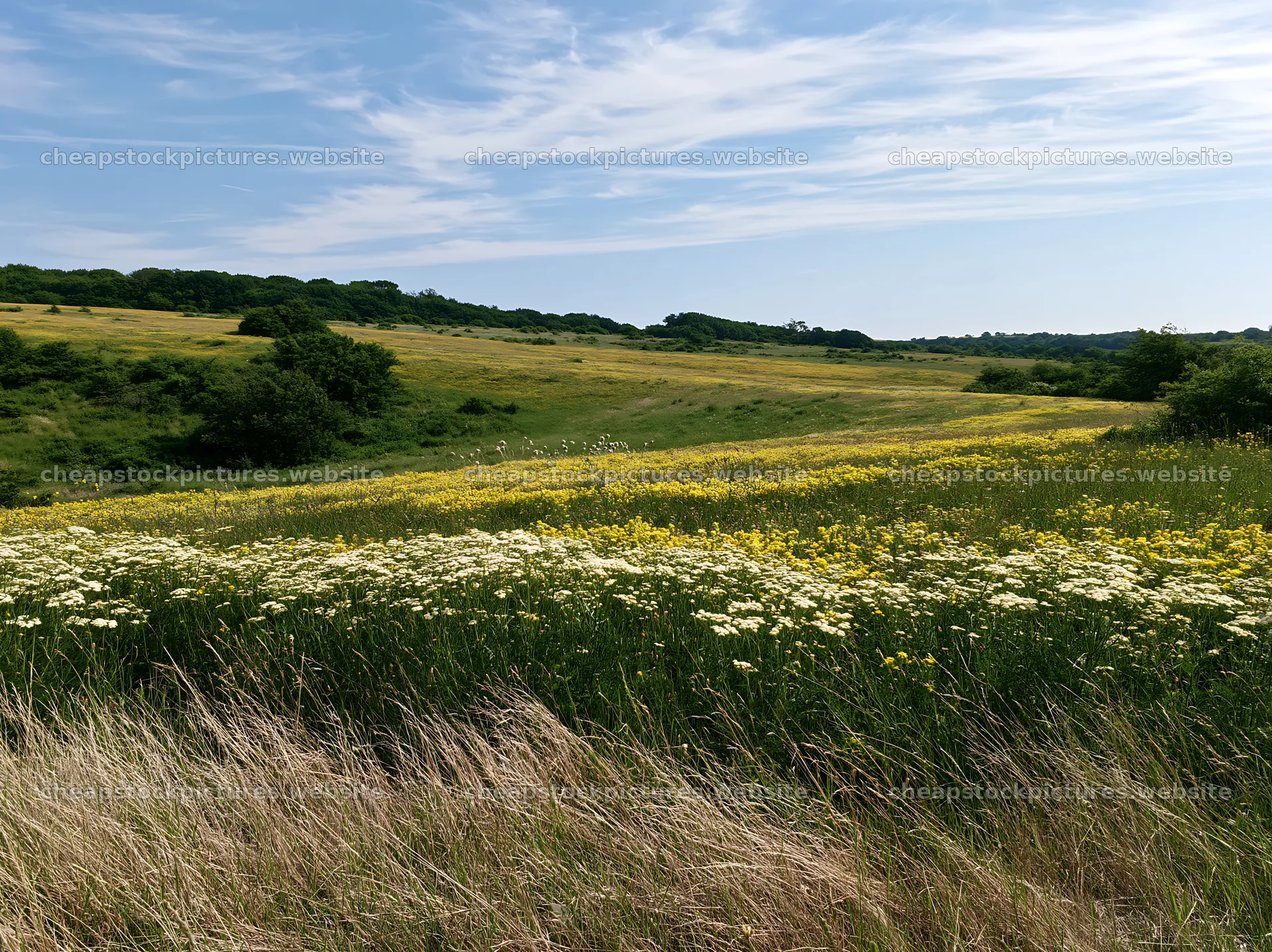 Sunny flowering limestone meadow under blue sky – stock pictures 9174x6866