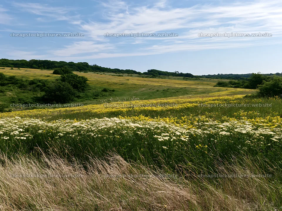 Sunny flowering limestone meadow under blue sky – stock pictures 9174x6866