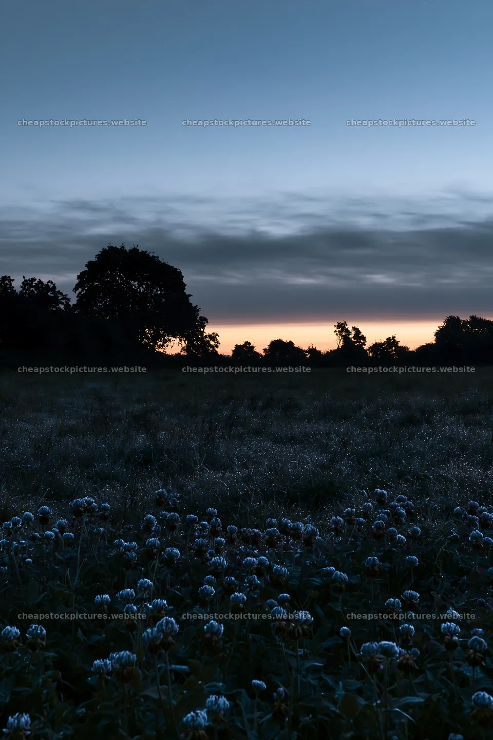 Clover apple meadow at dusk with silhouettes of trees – stock pictures 6480x9722