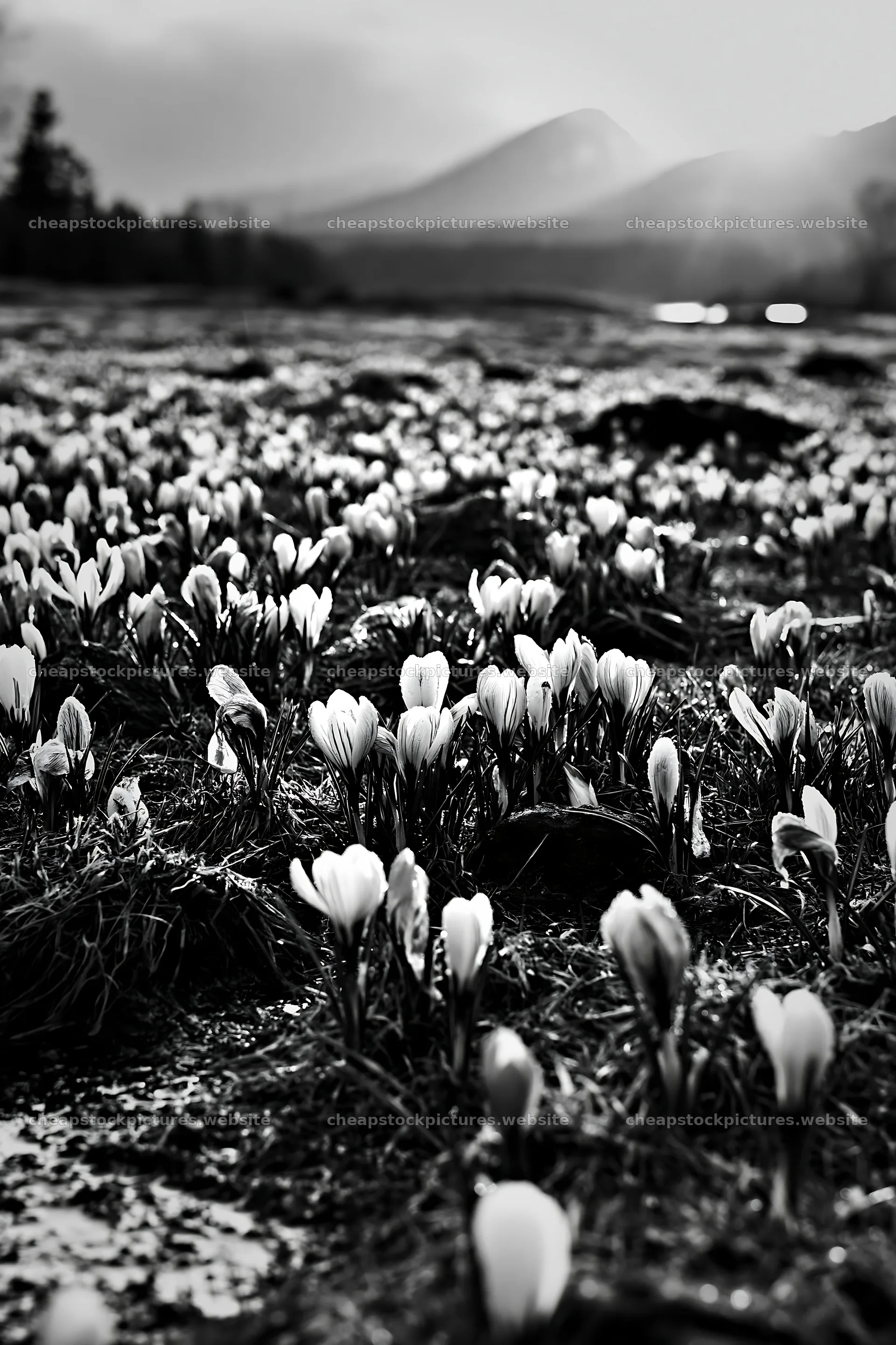 Crocuses bloom in a meadow at dusk – stock pictures 6480x9722