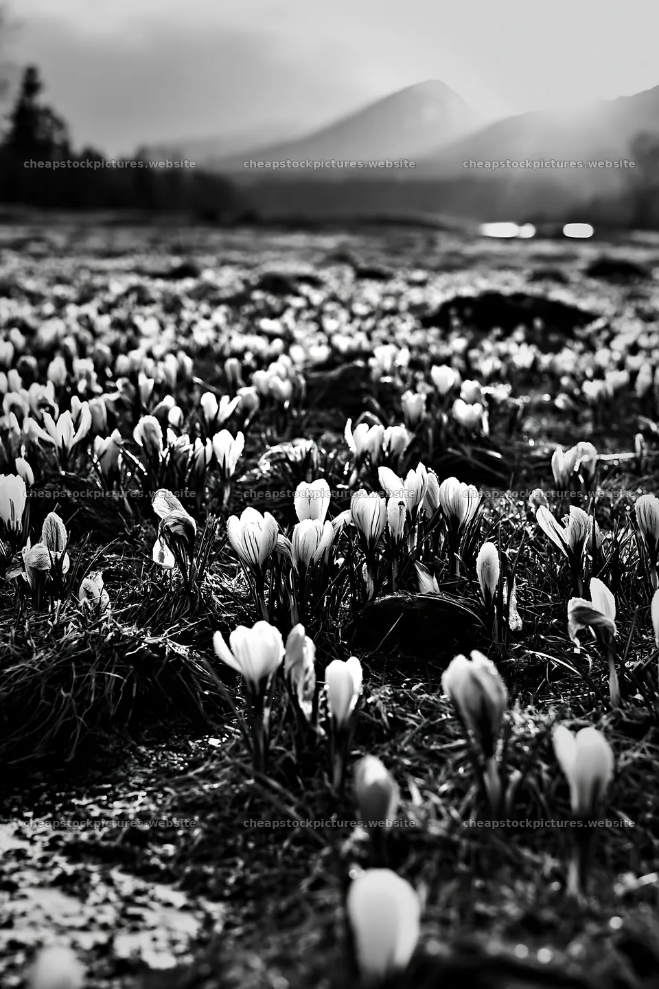 Crocuses bloom in a meadow at dusk – stock pictures 6480x9722