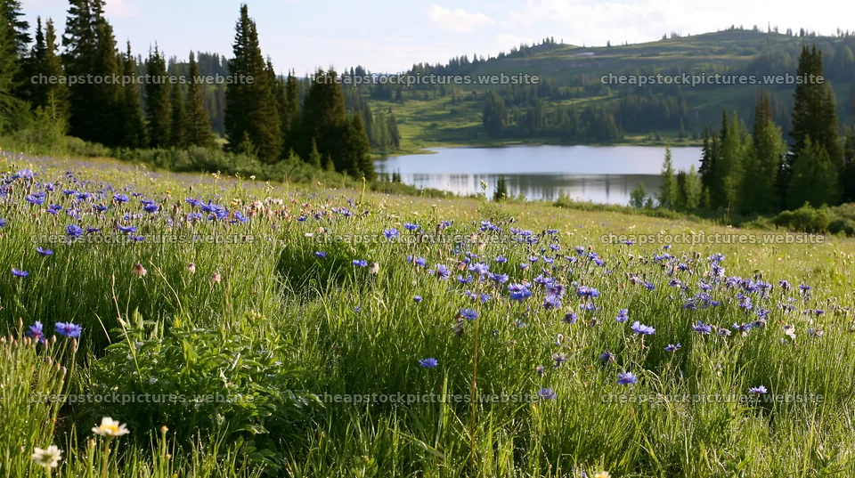 Sunlit lakeside meadow with flowers and trees in the background – stock pictures 10608x5938