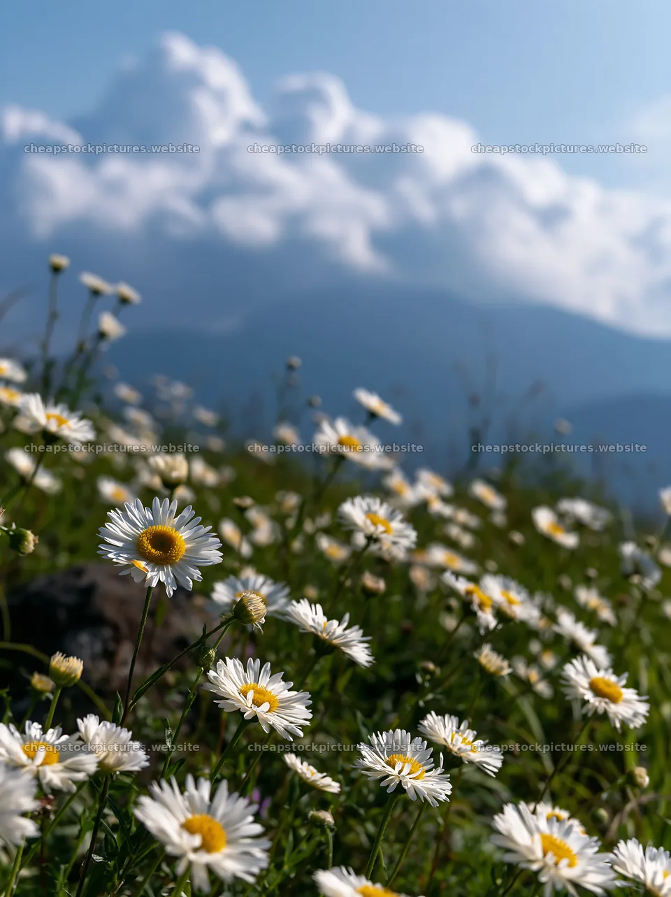 Oita highland meadow with granite stones and daisies – stock pictures 6866x9174
