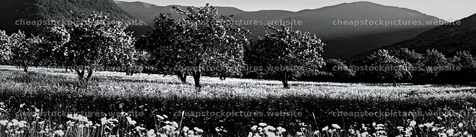 Highland apple meadow with trees and mountains in the background – stock pictures 14762x4268