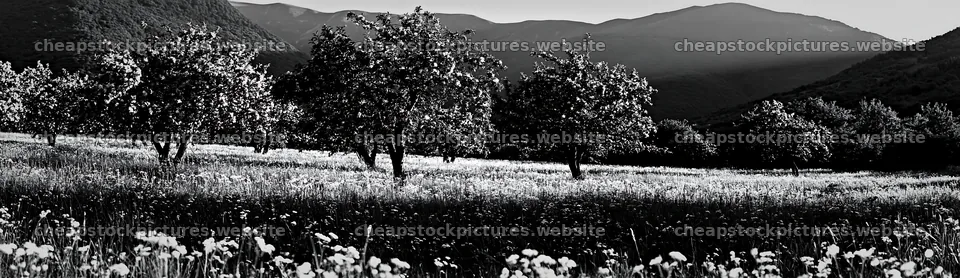 Highland apple meadow with trees and mountains in the background – stock pictures 14762x4268
