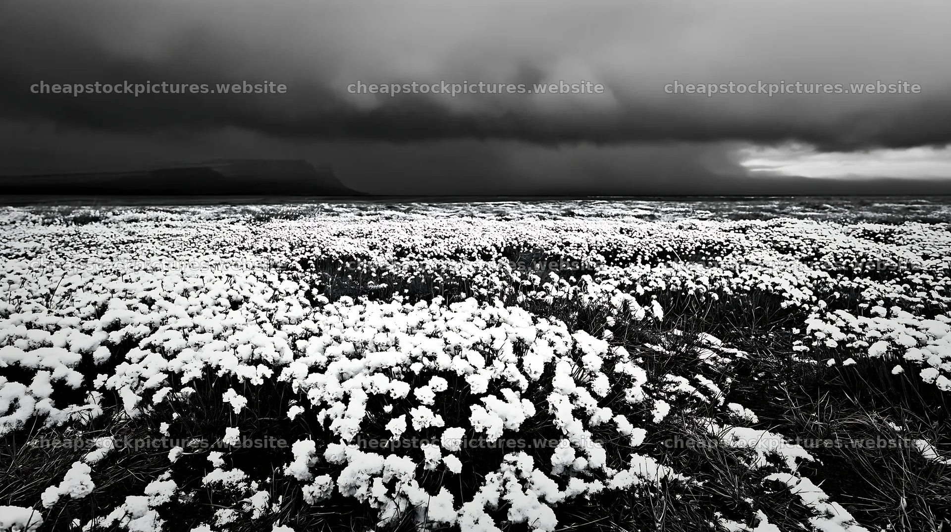 Dune meadow covered in snow under a dark sky – stock pictures 10608x5938