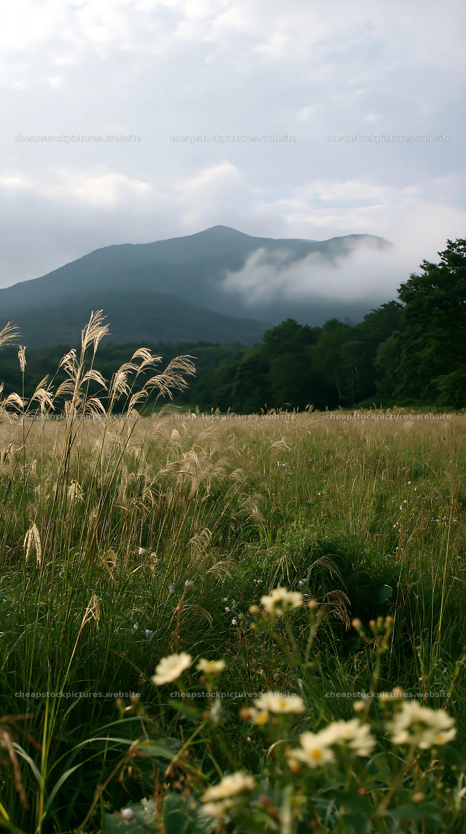 Iwate rain refreshed meadow seedhead foreground – stock pictures 5938x10608