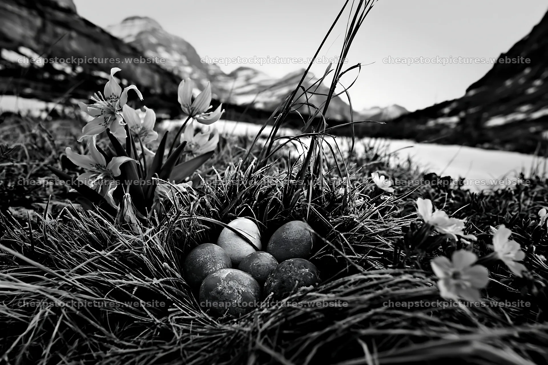 Winter meadow with eggs in Banff National Park – stock pictures 9722x6480