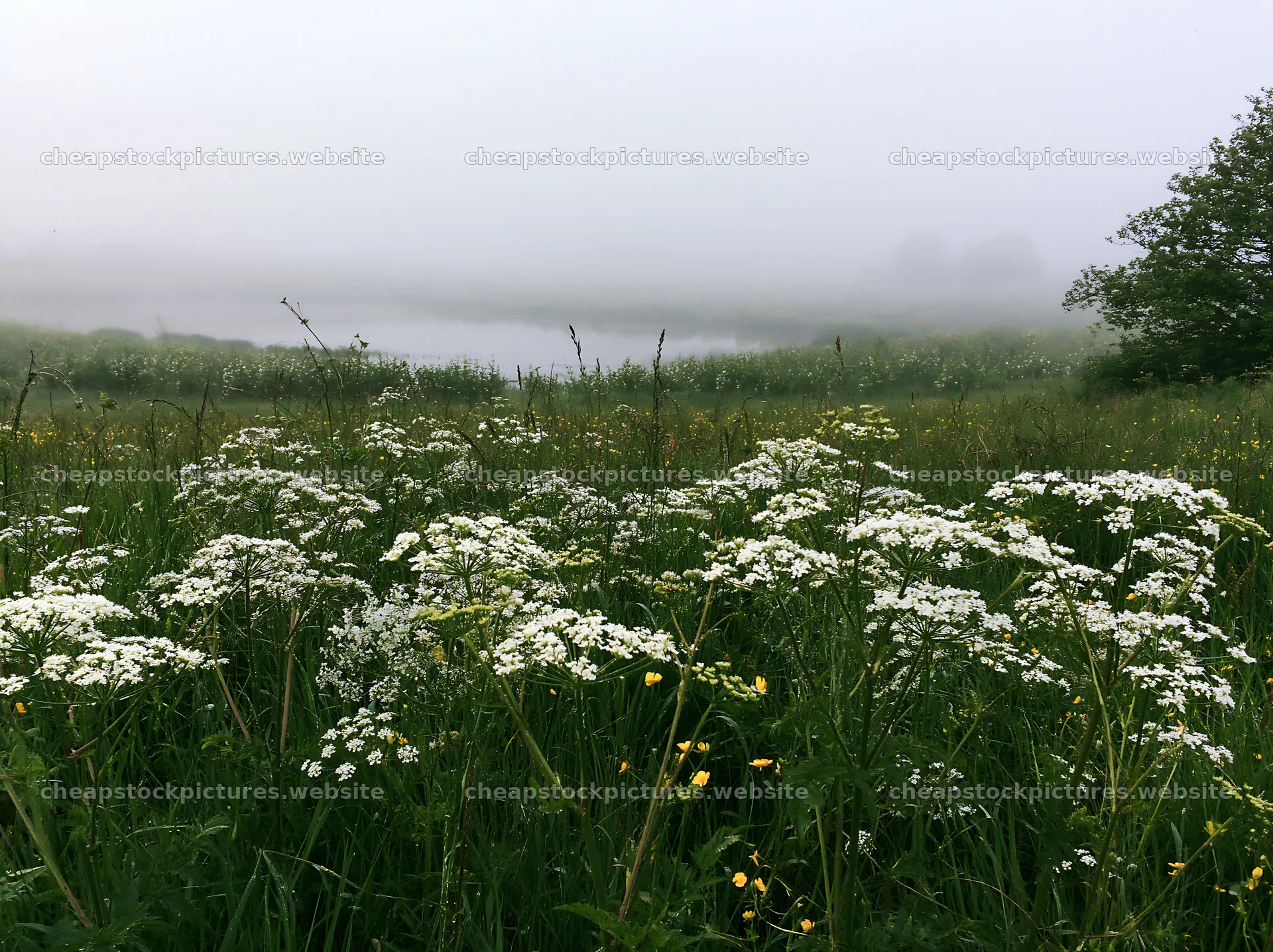 Lakeside orchard meadow with flowers and fog – stock pictures 9174x6866