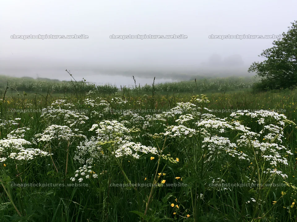 Lakeside orchard meadow with flowers and fog – stock pictures 9174x6866
