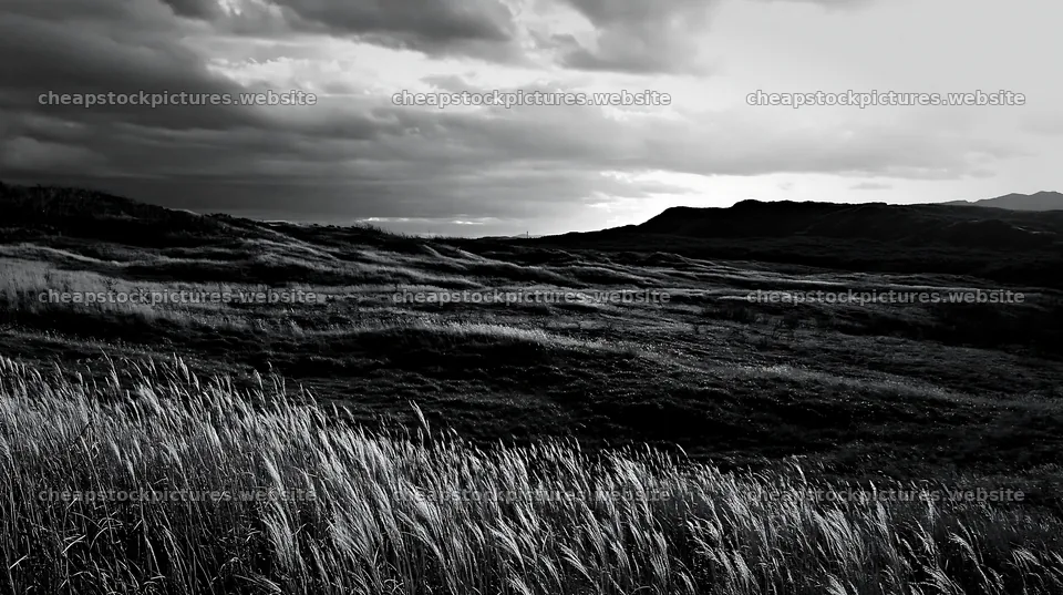 Tottori windy meadow with dune grasses under cloudy sky – stock pictures 10608x5938