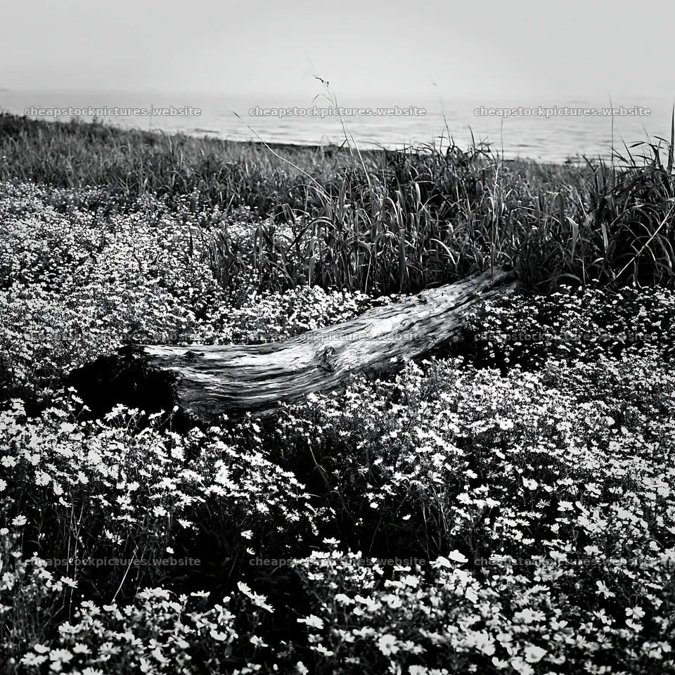 Chiba coastal climate meadow driftwood foreground – stock pictures 7938x7938