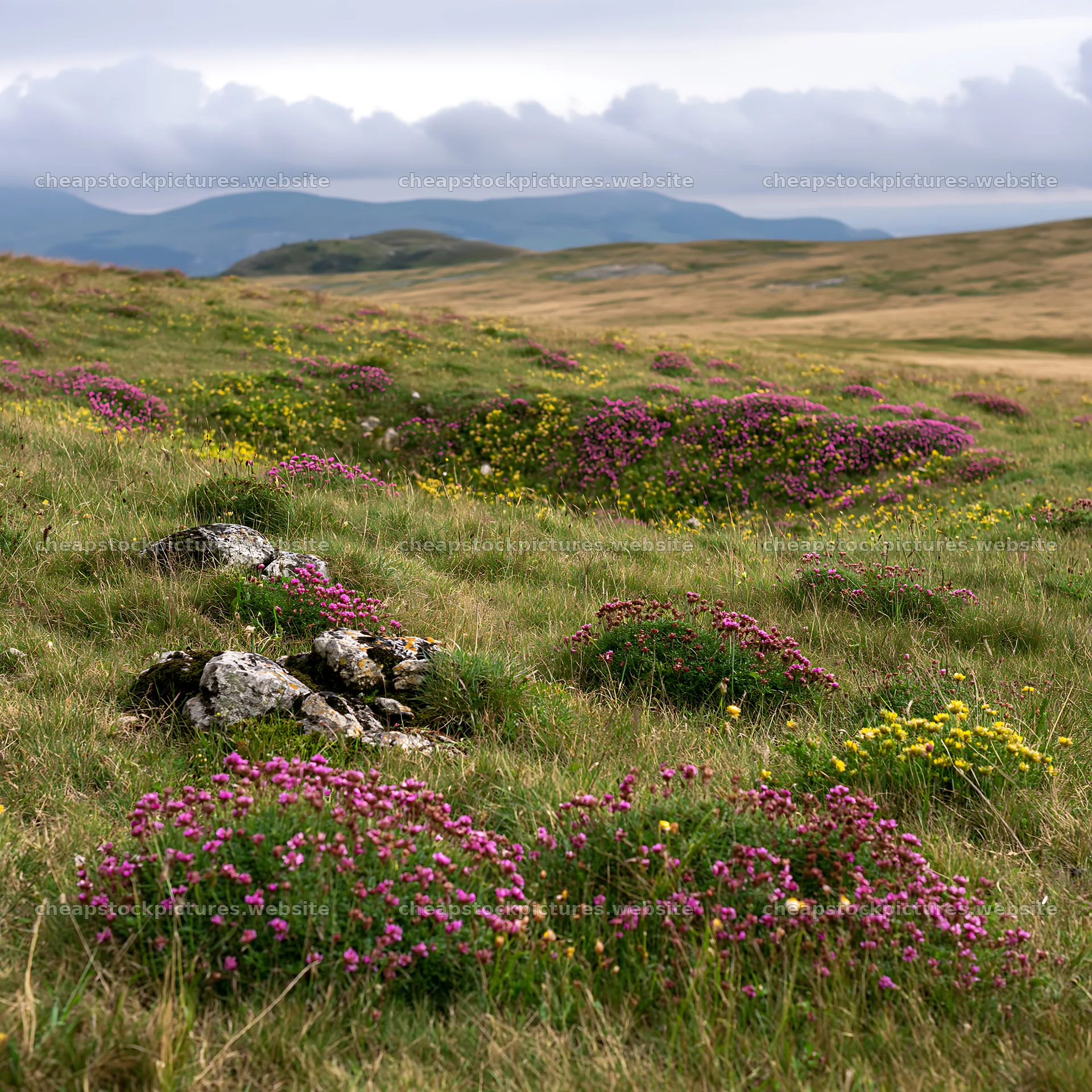 Cloudy rockrose meadow with purple and yellow wildflowers – stock pictures 7938x7938