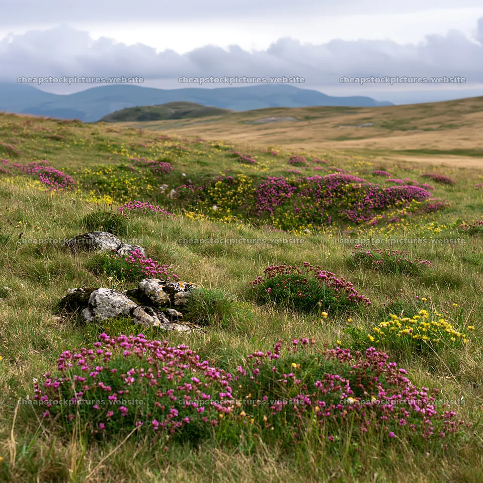 Cloudy rockrose meadow with purple and yellow wildflowers – stock pictures 7938x7938